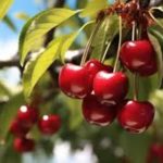 Brouwer Fruit: A Deep Dive into the Cherry Sales Business