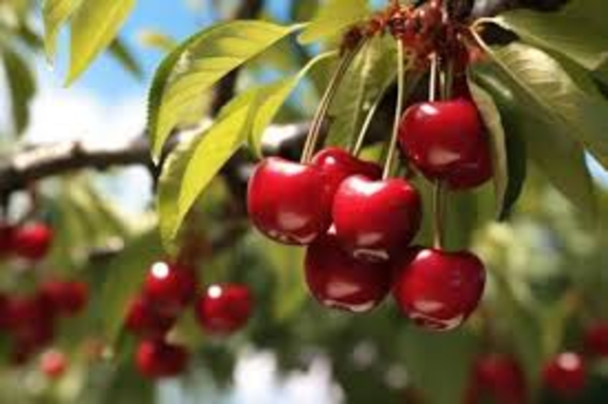 Brouwer Fruit: A Deep Dive into the Cherry Sales Business