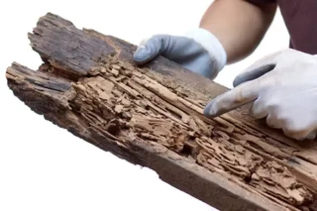 The Dynamics of Damage: How Different Materials Become Like Wood