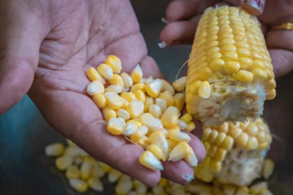 fpo Corn: Transforming agriculture for a sustainable future